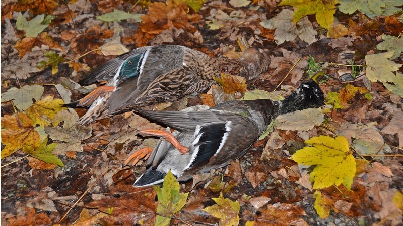 Do řeky v Tachově někdo odhodil šestadvacet zastřelených kachen